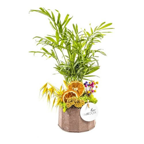 Green Chamaedorea