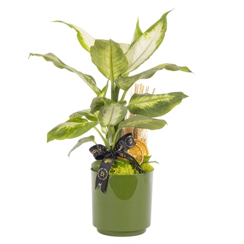 Green Life Mini Difenbahya Bitkisi