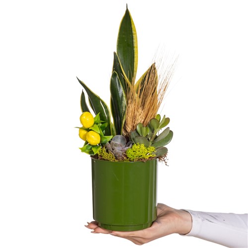 Green Oasis Paşa Kılıcı
