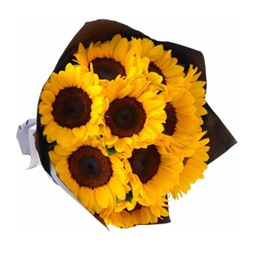 Günebakan Sunflowers