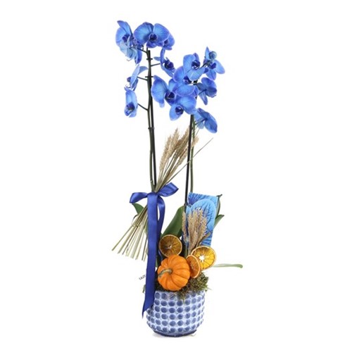 Halloween Pumpkin Blue Orchid
