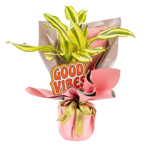 Happy Energy Dracena
