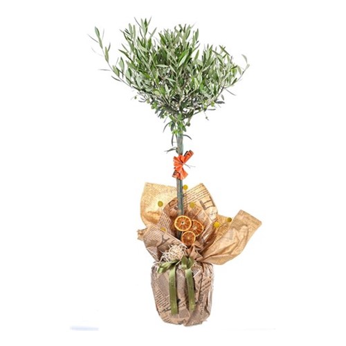 Harmony Grove Zeytin Ağacı 100cm