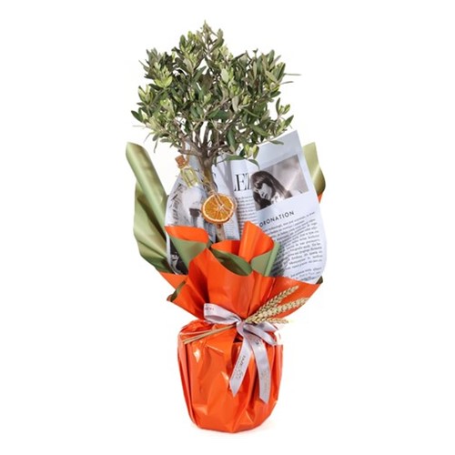 Harmony Olive-60 cm Zeytin Ağacı