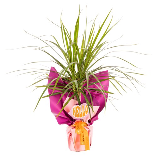 Hello Green Dracena