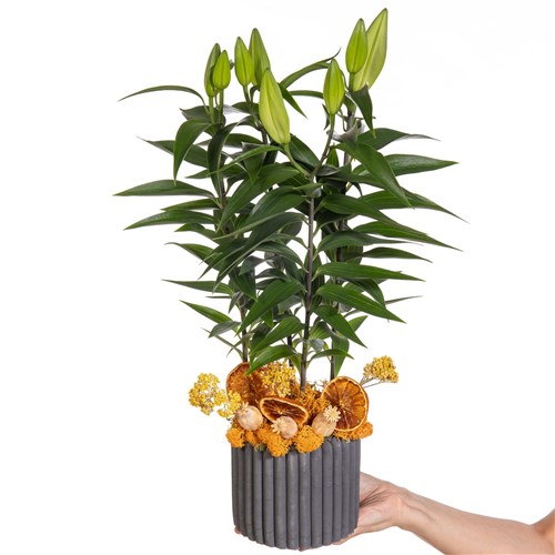 Honey Bud Saksıda Lilyum