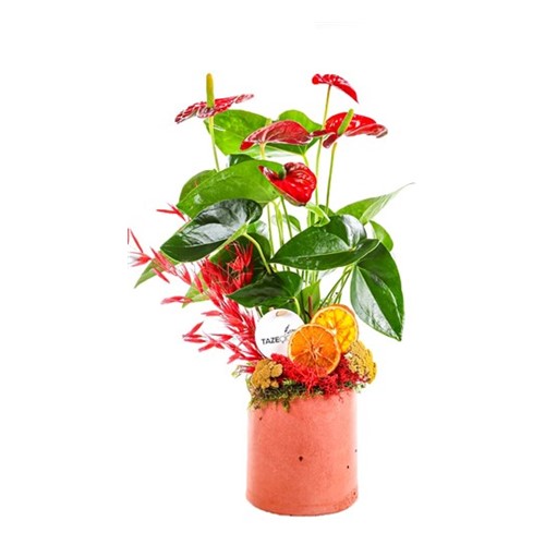 Hot Anthurium