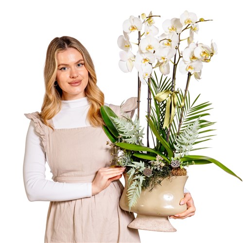 Ivory Elegance Orchid Premium Collection