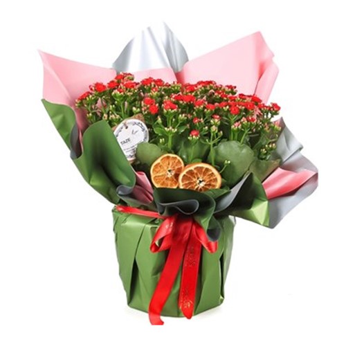 Kalanchoe Love & Kalonşo Bitkisi