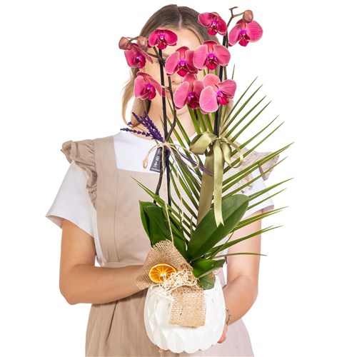 Khaki Peach Seramikte Orkide