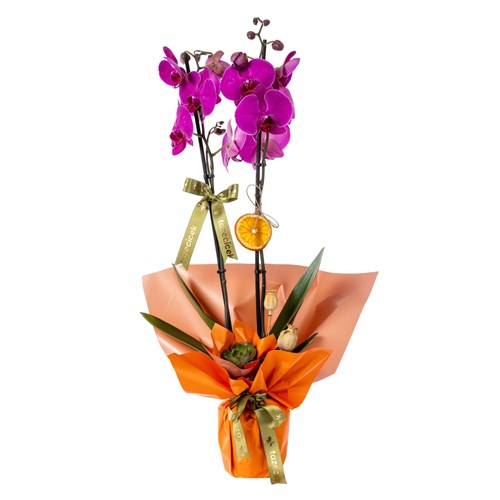 Lava Bloom Orkide