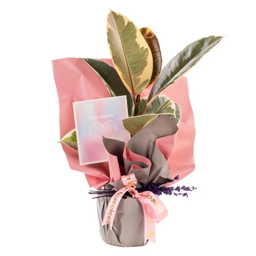 Lavender Dream Ficus