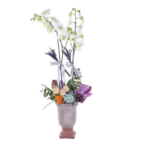 Lavender Scent Orkide