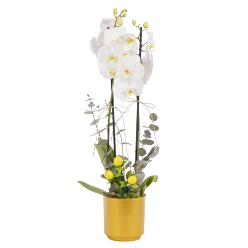 Lemon Breeze Çift Dal Beyaz Orkide