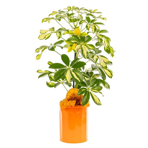 Lemon Glow Şeflera Bitkisi