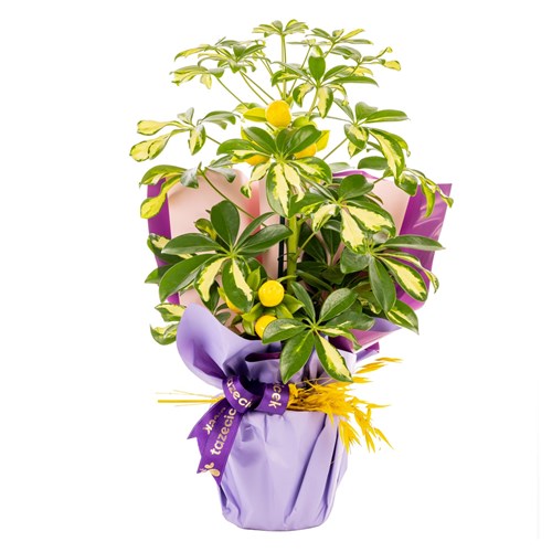 Lemon Glow Şeflera