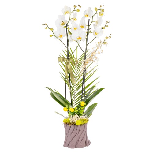 Lemon Wood Çift Dal Beyaz Orkide