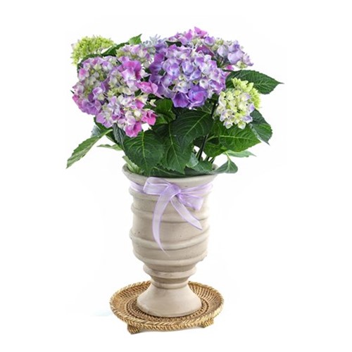 Lilac Hydrangea Ortanca