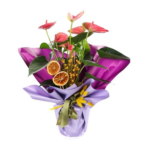 Lilac Whisper Anthurium