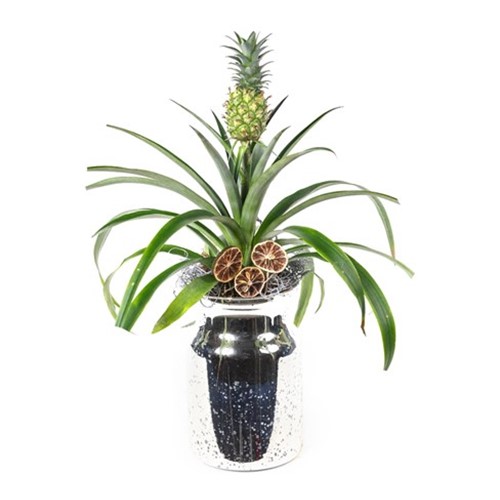 Live Pineapple