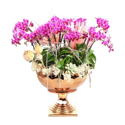 Lots Of Mini Orchids