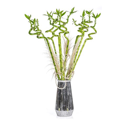 Lucky Bamboo