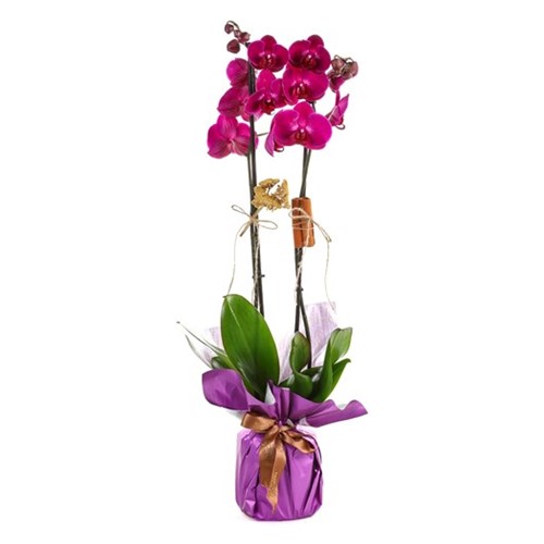 Lucky Purple Çift Dallı Mor Orkide