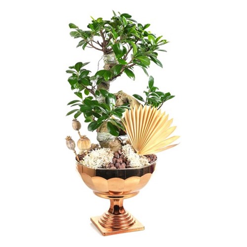 Luxury Bonsai Tree