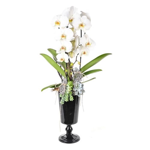 Luxury Model Orchid