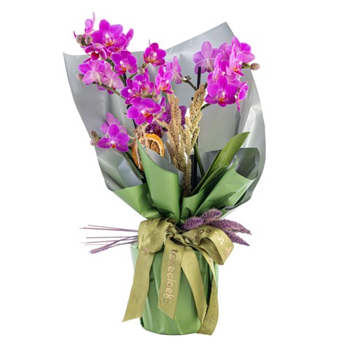 Magic Bloom Orkide
