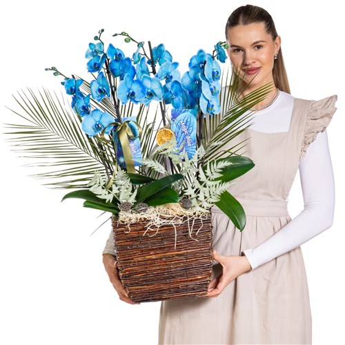 Magic Blue Luxury Orkide