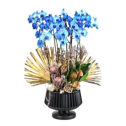 Magic Blue Mavi Orkide