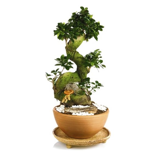 Majesty Bonsai