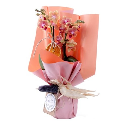 Marmalade Orkide