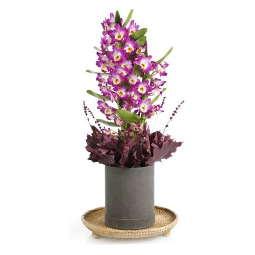 Masterful Watercolor Dendrobium