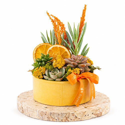 Mini Forest Teraryum