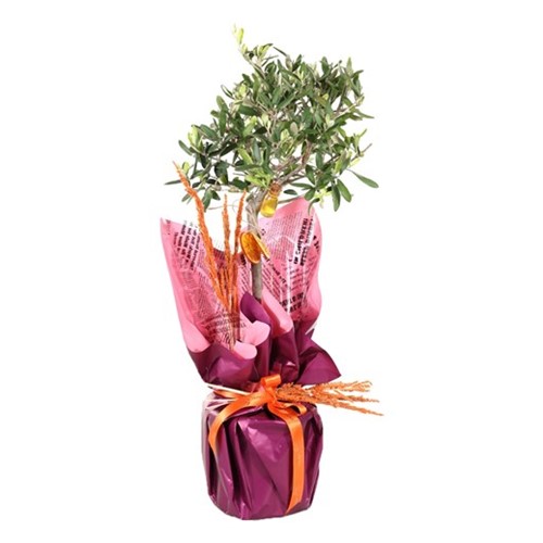 Miniature Olive Tree-60cm Zeytin Ağacı