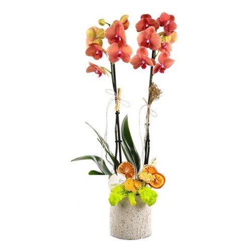 Moonlit Sky Orchid