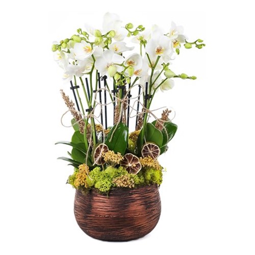 Multiple White Orkide