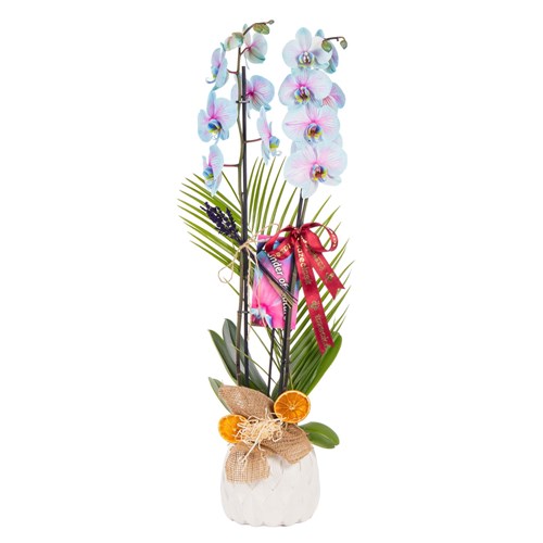 Mystic Breeze Seramikte Orkide