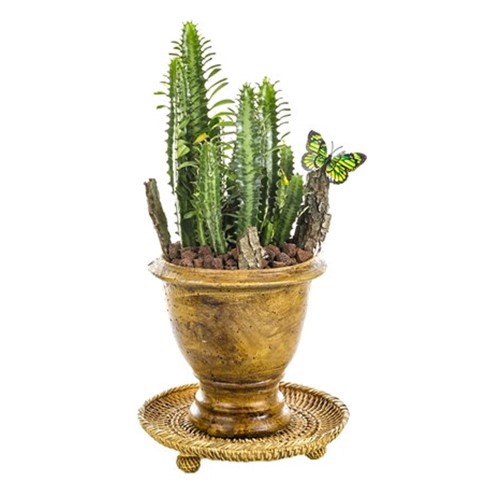 Natural Euphorbia
