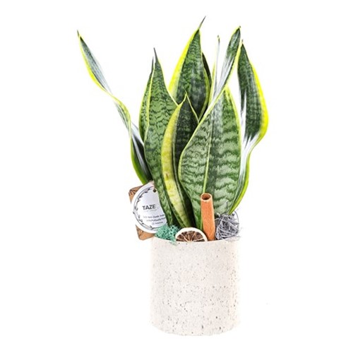Natural Marble Sanseveria Bitkisi