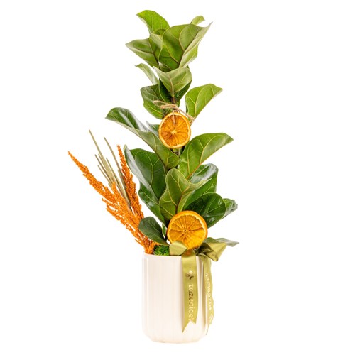 Nature Majesty Ficus Lyrata