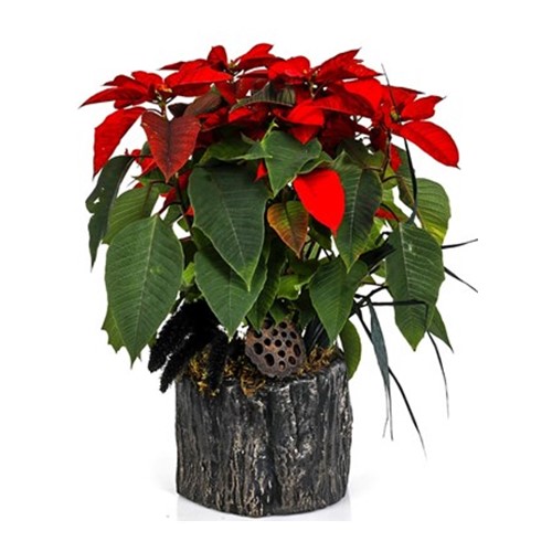 Nelumbo Of Poinsettia