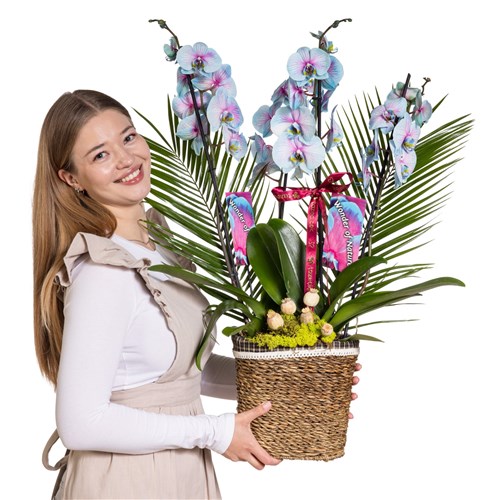 Noble Garden Orkide Prestige Collection