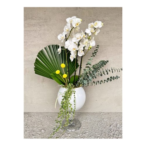 Noble White Orchid