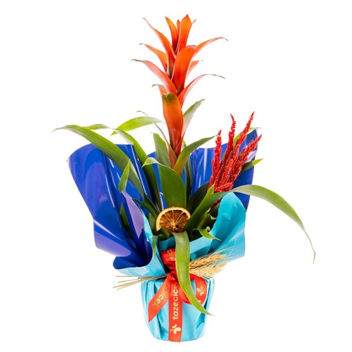 Ocean Flame Guzmanya Bitkisi