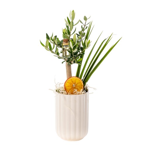 Olive Bloom Charm Zeytin Ağacı