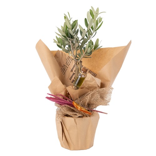 Olive Harmony Zeytin Ağacı