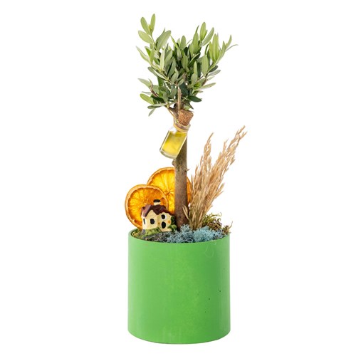 Olive Home Dream Zeytin Ağacı